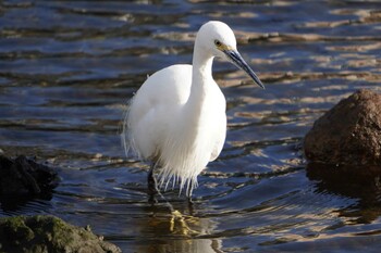 Little Egret 旧中川水辺公園 Sun, 1/30/2022