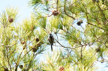 エナガ 和歌山県植物公園 緑花センター 2022年1月30日(日)