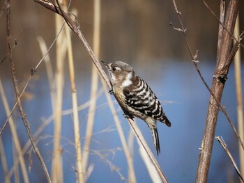 Japanese Pygmy Woodpecker 大宮第二公園 Mon, 1/31/2022