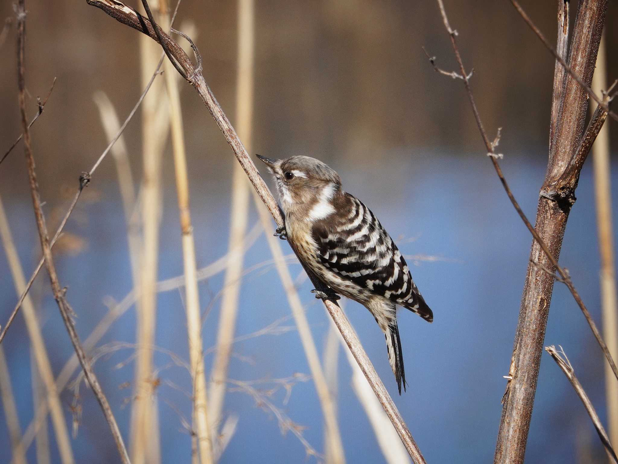 Photo of Japanese Pygmy Woodpecker at 大宮第二公園 by dalidalida