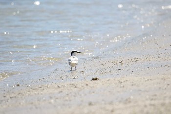 エリグロアジサシ 宮古島市 2017年7月22日(土)