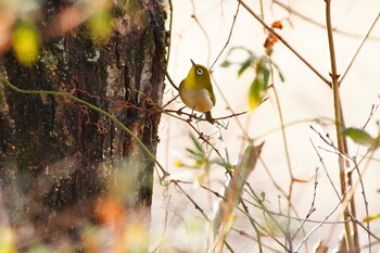 メジロ 和歌山県植物公園 緑花センター 2022年1月30日(日)