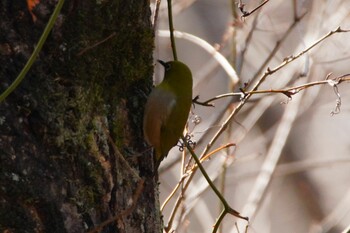 メジロ 和歌山県植物公園 緑花センター 2022年1月30日(日)