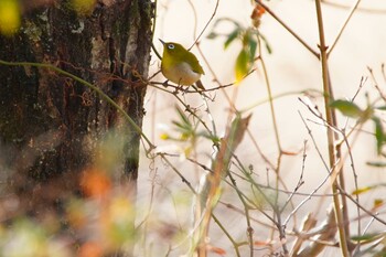 メジロ 和歌山県植物公園 緑花センター 2022年1月30日(日)