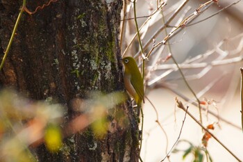 メジロ 和歌山県植物公園 緑花センター 2022年1月30日(日)