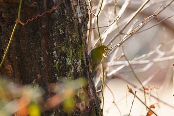 メジロ 和歌山県植物公園 緑花センター 2022年1月30日(日)