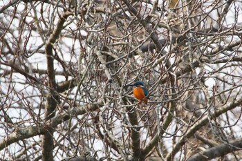 カワセミ 和歌山県植物公園 緑花センター 2022年1月30日(日)