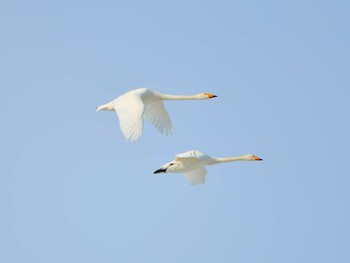 オオハクチョウ 帯広川 2022年1月30日(日)