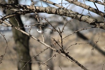 エナガ 川越水上公園 2017年2月12日(日)