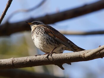 Dusky Thrush Hikarigaoka Park Sun, 1/30/2022