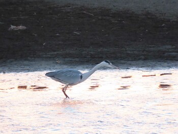 2022年1月31日(月) 伊佐沼の野鳥観察記録