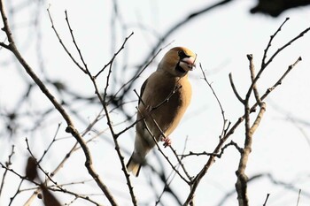 シメ 猪名川公園 2022年1月29日(土)