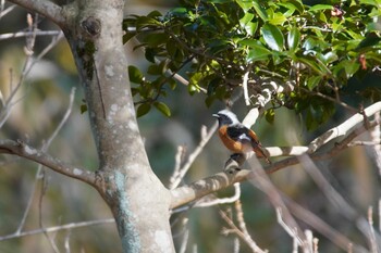 ジョウビタキ 和歌山県植物公園 緑化センター 2022年1月30日(日)