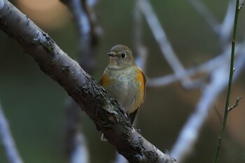 ルリビタキ 東高根森林公園 2022年1月31日(月)