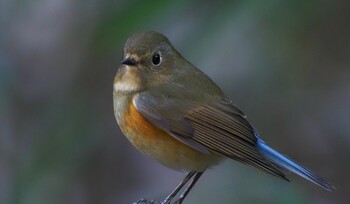 ルリビタキ 東高根森林公園 2022年1月31日(月)