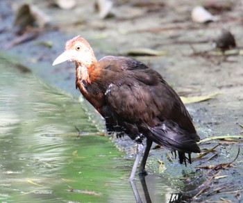 Slaty-legged Crake 沖縄県宮古島市 Sat, 7/22/2017