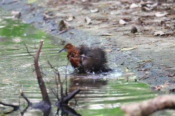 Slaty-legged Crake 沖縄県宮古島市 Sat, 7/22/2017