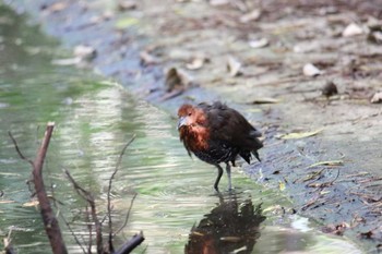 Slaty-legged Crake 沖縄県宮古島市 Sat, 7/22/2017