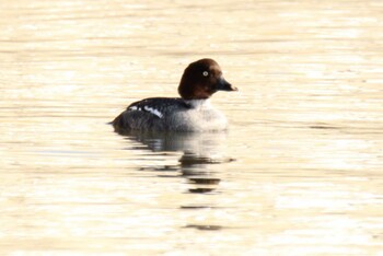 Common Goldeneye 大津漁港(中津郡豊頃町) Sat, 1/29/2022