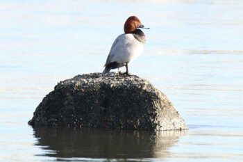 Common Pochard 大津漁港(中津郡豊頃町) Sat, 1/29/2022