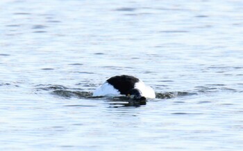 Sat, 1/29/2022 Birding report at 大津漁港(中津郡豊頃町)