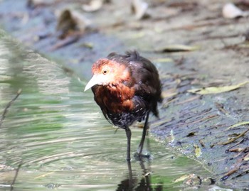 Slaty-legged Crake 沖縄県宮古島市 Sat, 7/22/2017