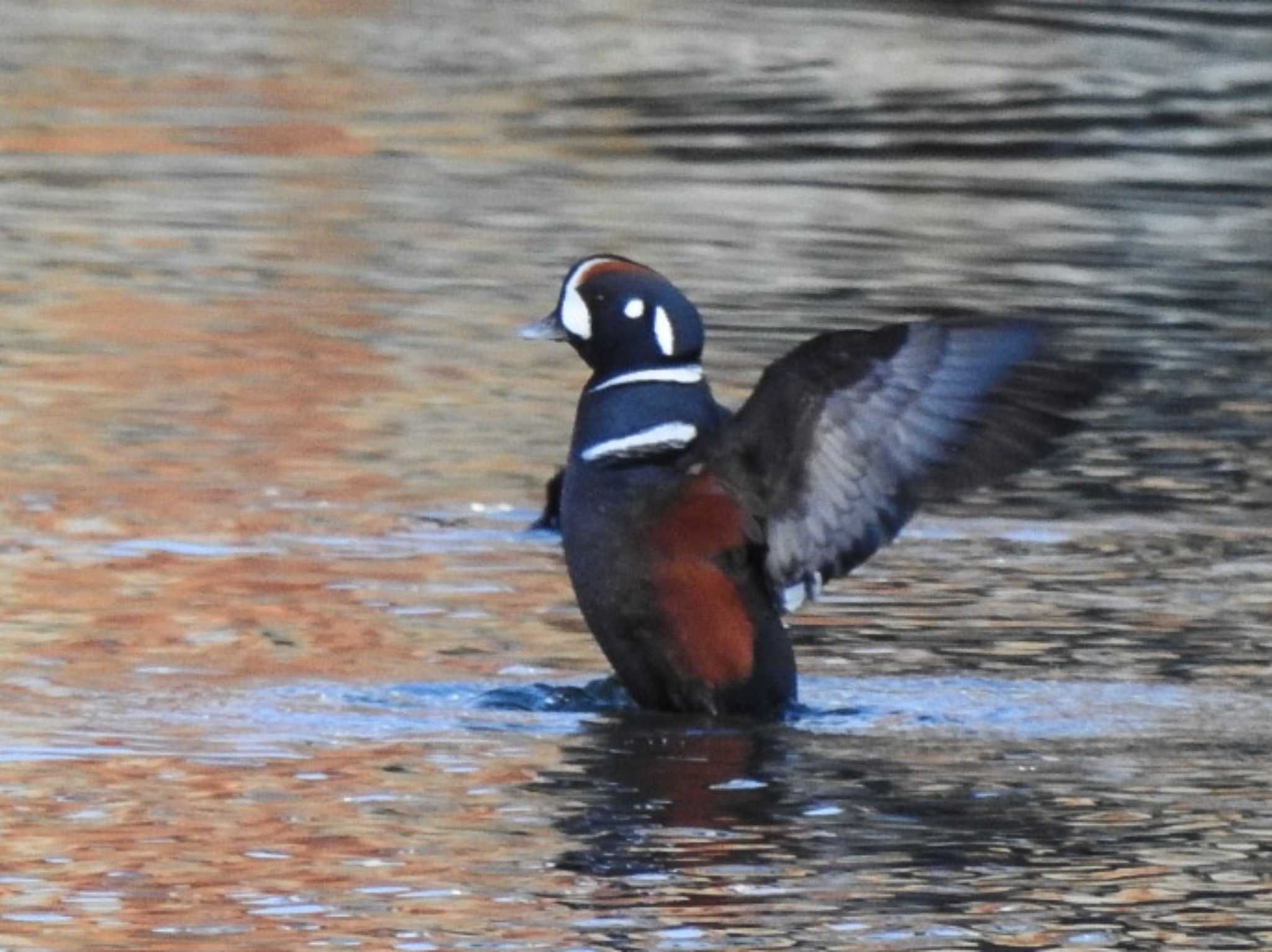 シノリガモ