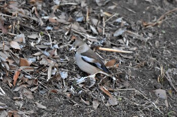 シメ 舞岡公園 2022年1月31日(月)