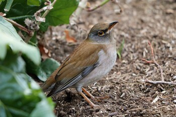 Pale Thrush 北山緑化植物園(西宮市) Sun, 1/30/2022