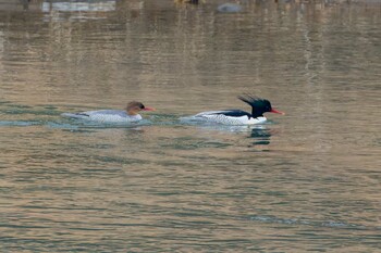 Scaly-sided Merganser 大分県 Sat, 1/29/2022