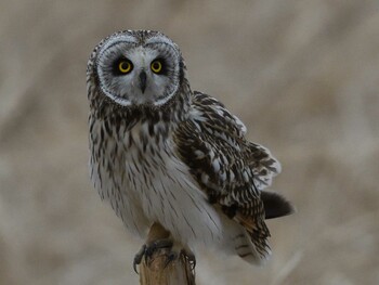 Short-eared Owl Unknown Spots Sun, 1/30/2022