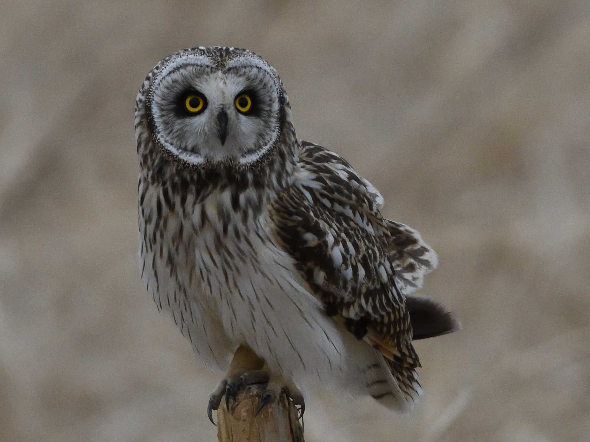 Photo of Short-eared Owl at  by AI ZA