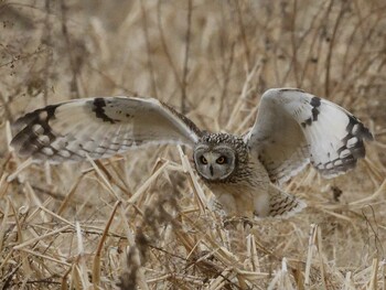 Short-eared Owl Unknown Spots Sun, 1/30/2022