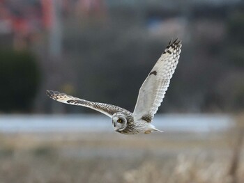 Short-eared Owl Unknown Spots Sun, 1/30/2022