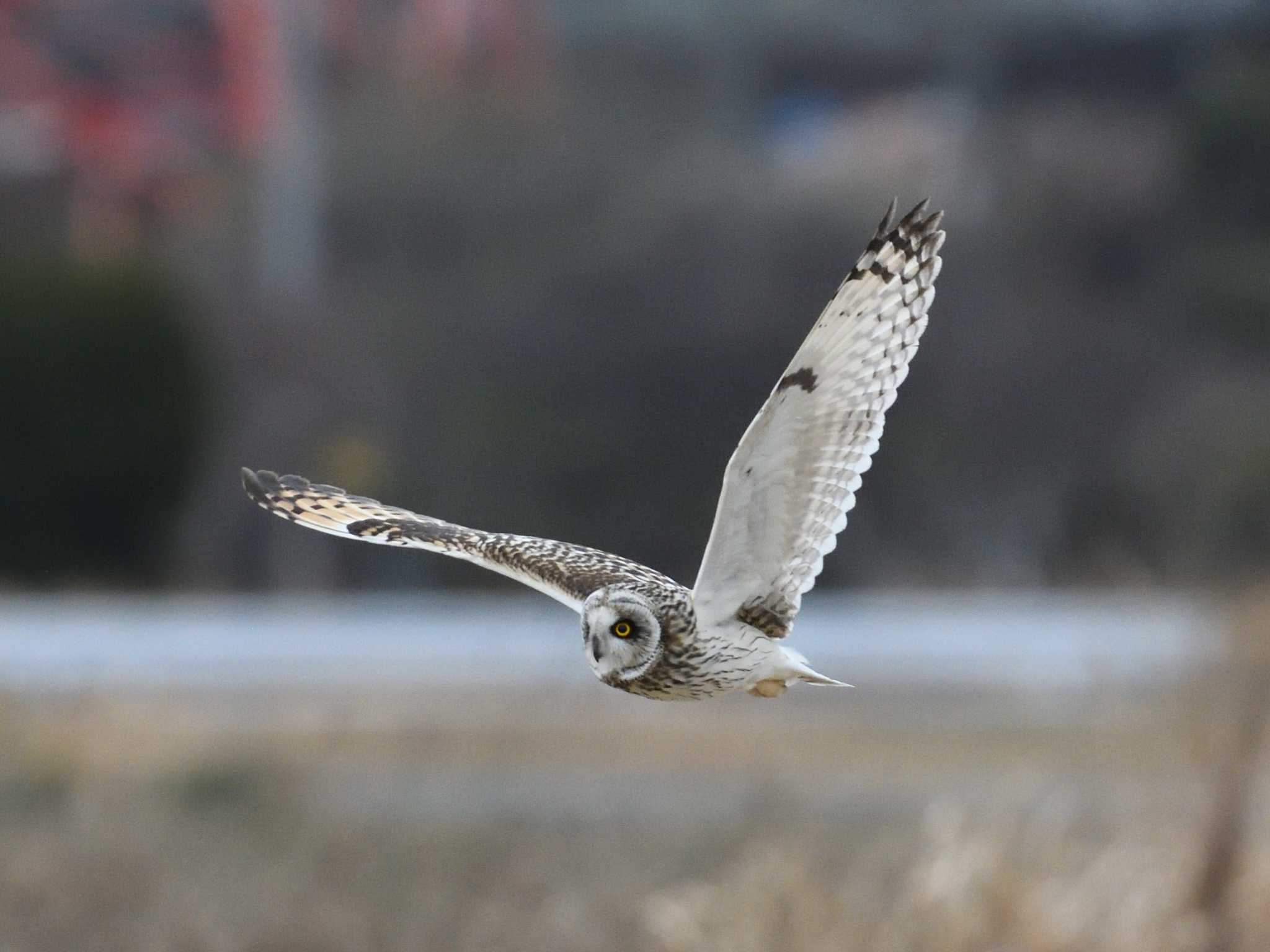  コミミズクの写真 by AI ZA