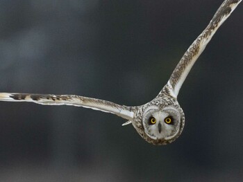 Short-eared Owl Unknown Spots Sun, 1/30/2022