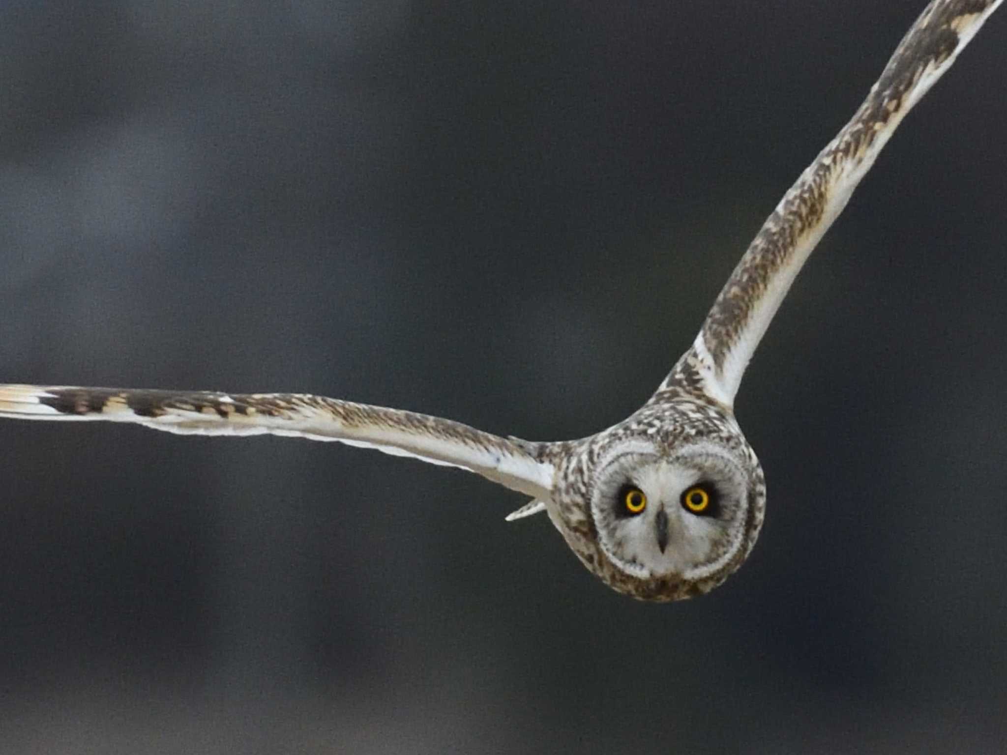 Photo of Short-eared Owl at  by AI ZA