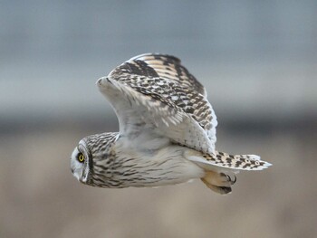 Short-eared Owl Unknown Spots Sun, 1/30/2022