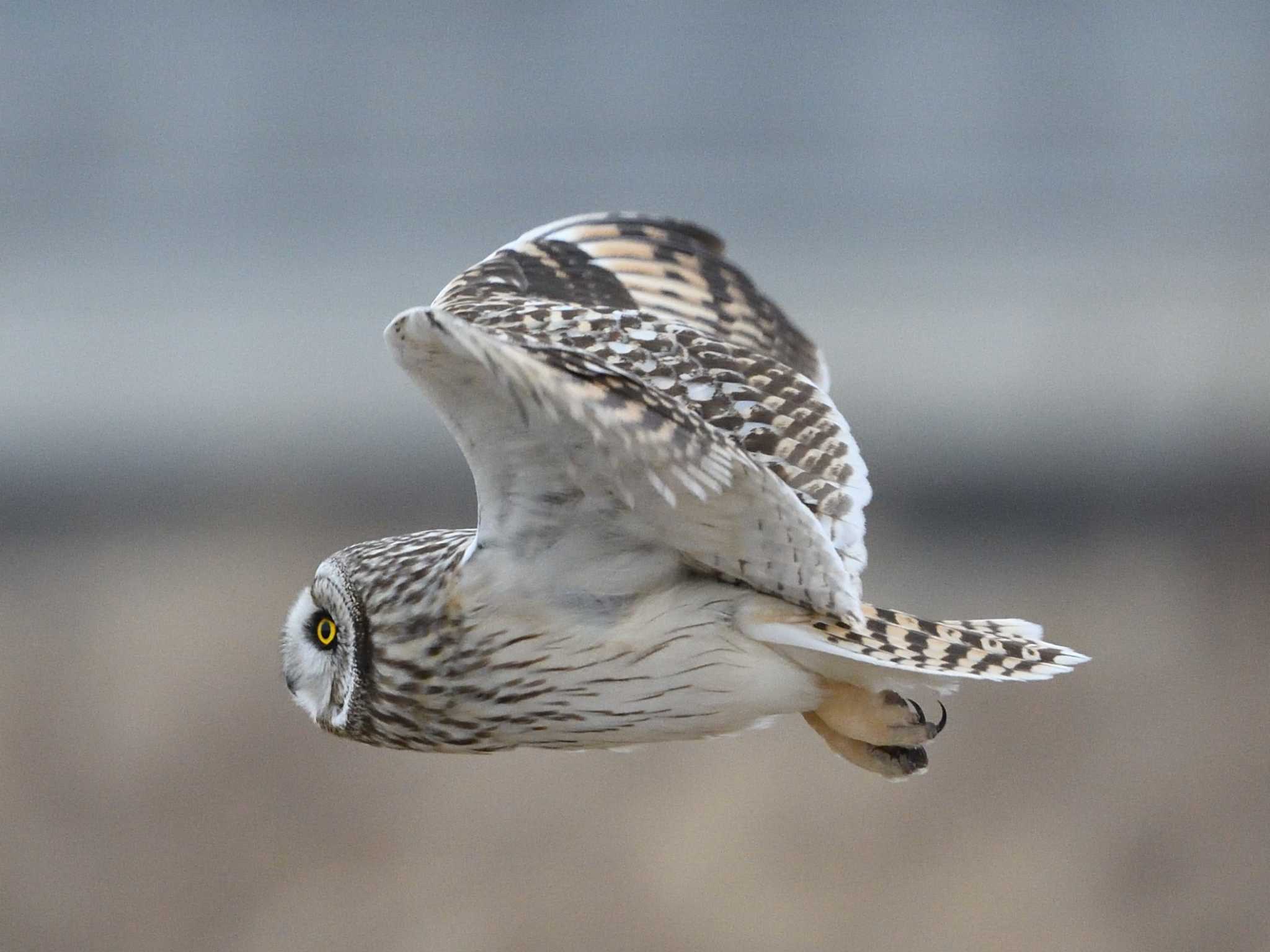 Photo of Short-eared Owl at  by AI ZA
