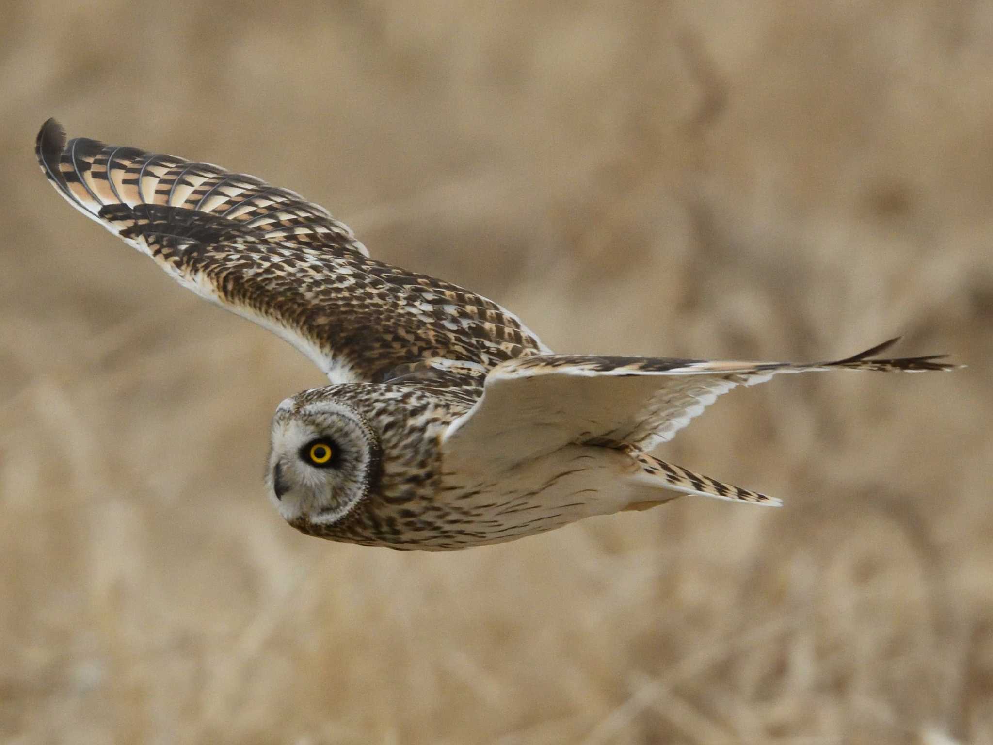  コミミズクの写真 by AI ZA