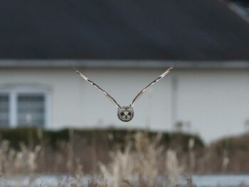 Short-eared Owl Unknown Spots Sun, 1/30/2022