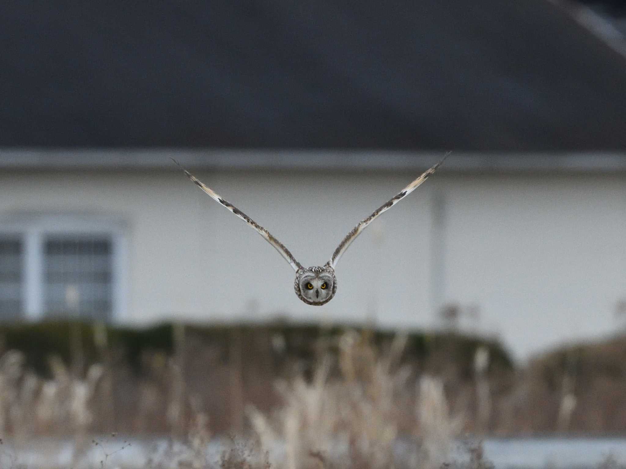 Photo of Short-eared Owl at  by AI ZA