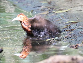 Slaty-legged Crake 沖縄県宮古島市 Sat, 7/22/2017