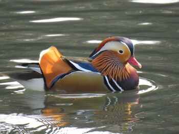 Mon, 1/31/2022 Birding report at 千里中央公園(大阪府豊中市)