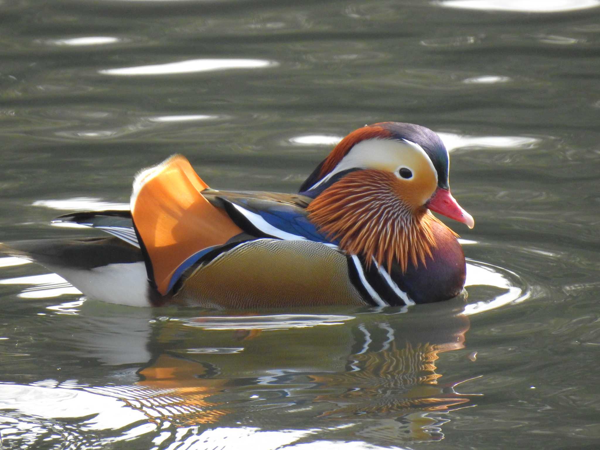 Photo of Mandarin Duck at 千里中央公園(大阪府豊中市) by M&Ms