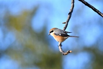 Bull-headed Shrike 渡良瀬游水池 Mon, 1/31/2022