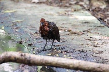 Slaty-legged Crake 沖縄県宮古島市 Sat, 7/22/2017