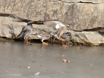 White-cheeked Starling 北海公園(北京) Mon, 1/31/2022