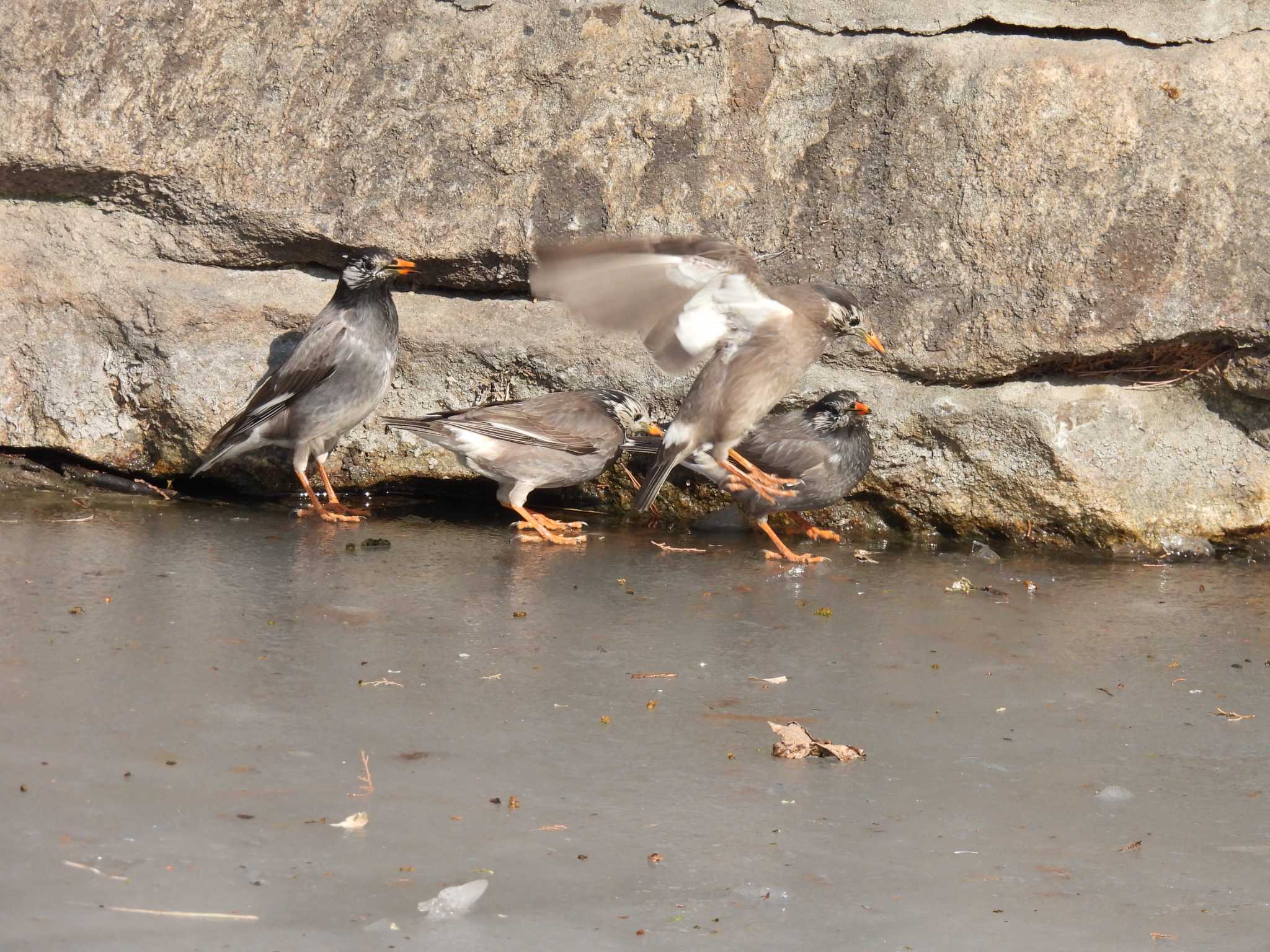 White-cheeked Starling