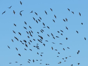 2022年1月31日(月) 荒川生物生態園(東京都板橋区)の野鳥観察記録